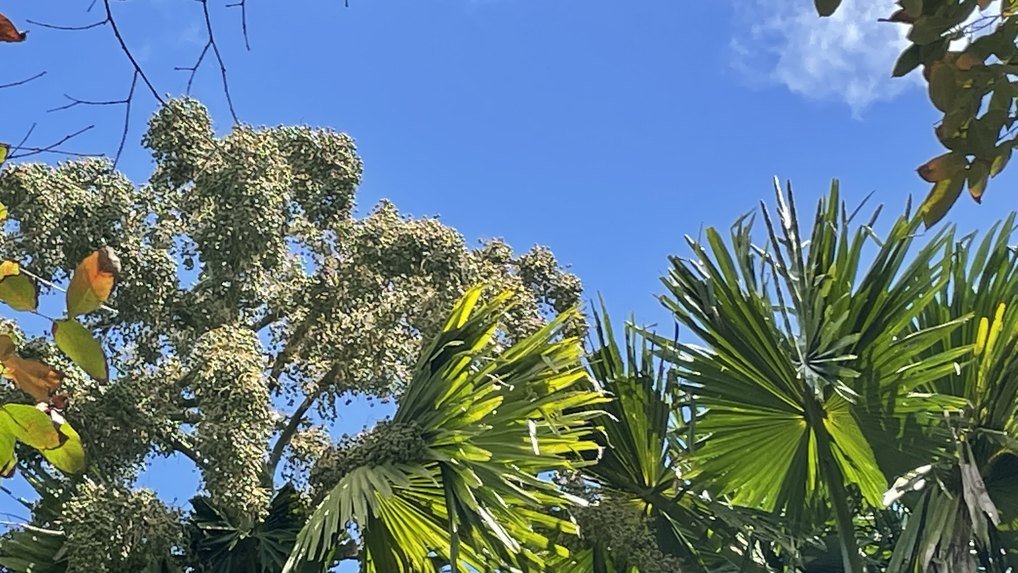 Pamplemousses Garden tour