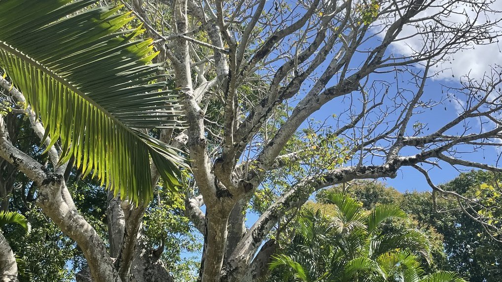 Pamplemousses Garden tour
