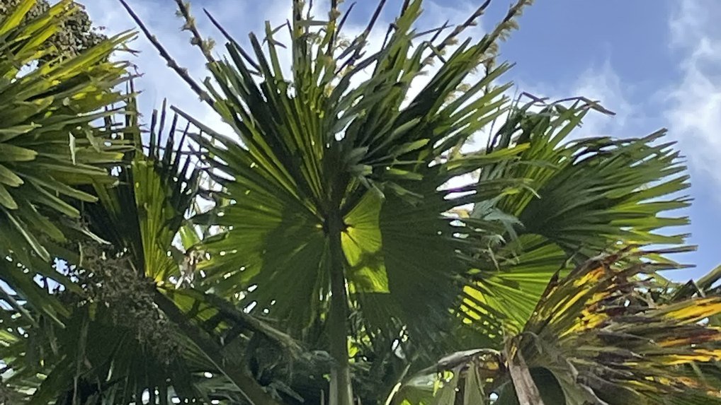 Pamplemousses Garden tour