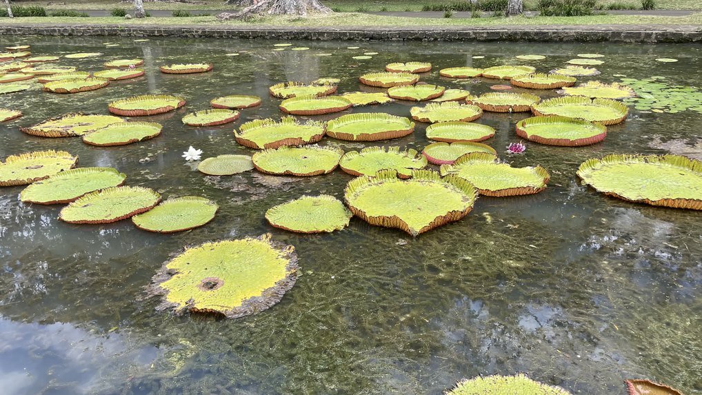 Pamplemousses Garden tour