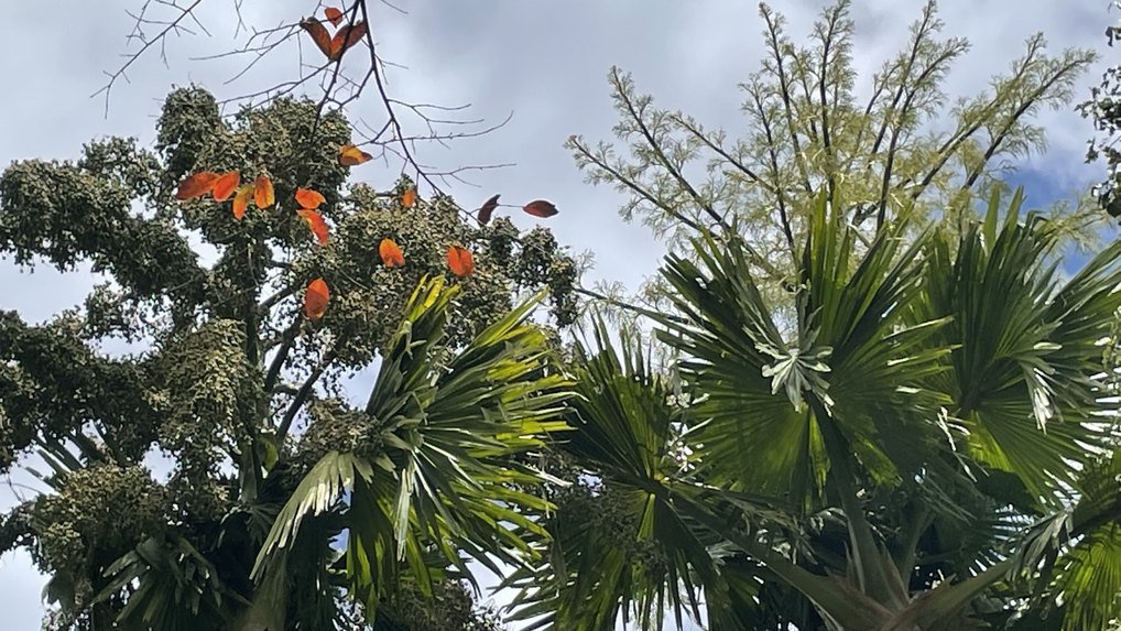 Pamplemousses Garden tour