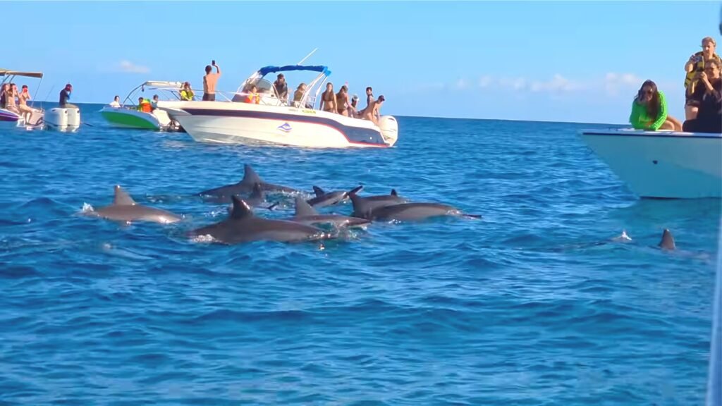 Tamarin dolphin watching with Seewan Tours