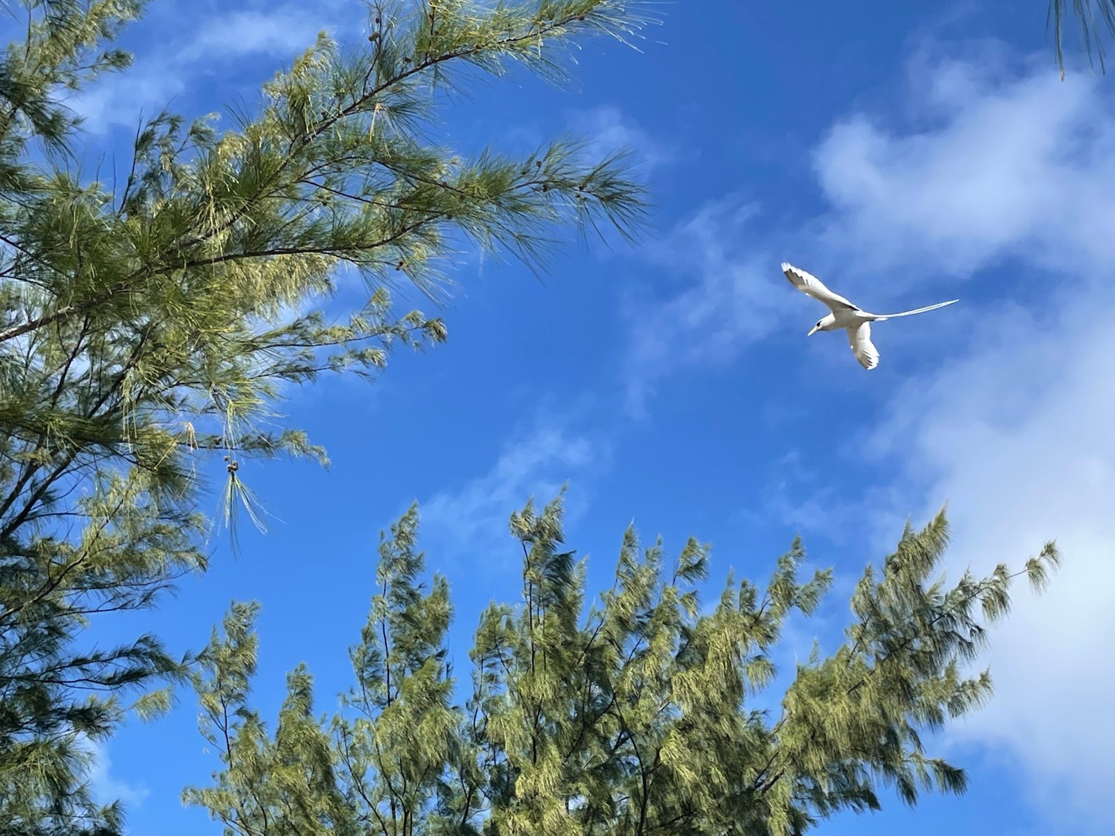 bird-flying-above-trees-01