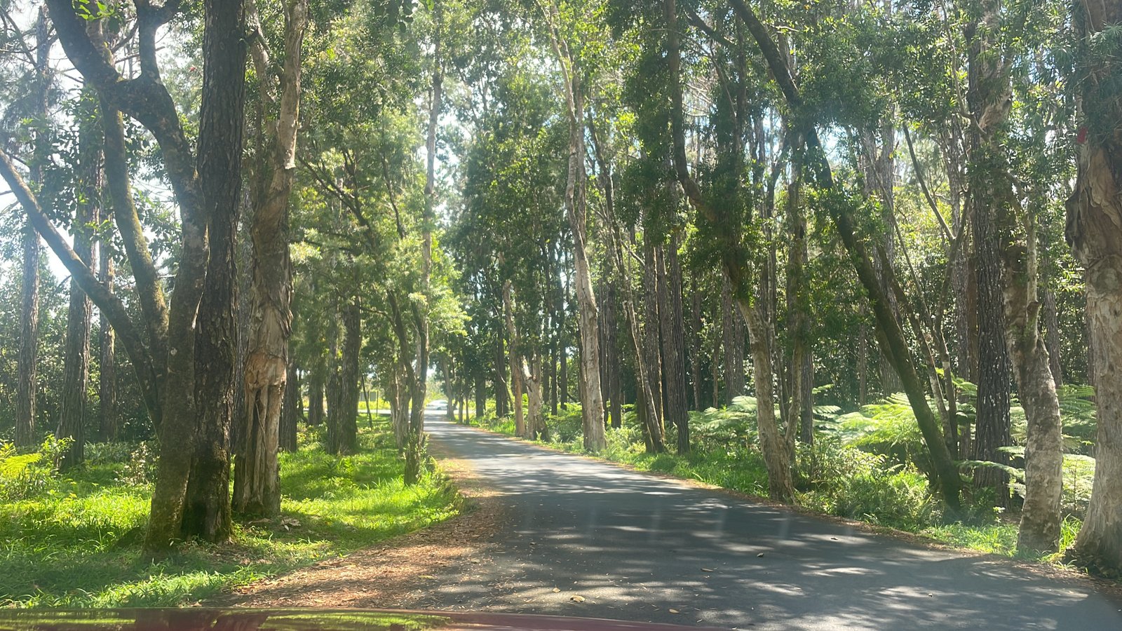 shaded-road-through-tall-trees-01