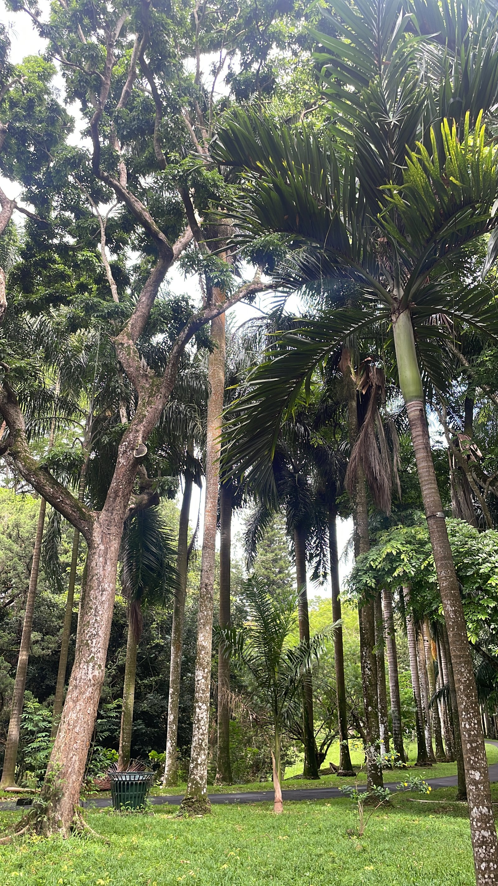 tall-trees-in-tropical-garden-01